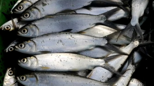 Cara Budidaya Ikan Bandeng Untuk Pemula