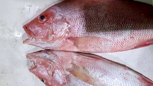 Jenis-Jenis Ikan Kakap yang Paling Dikenal