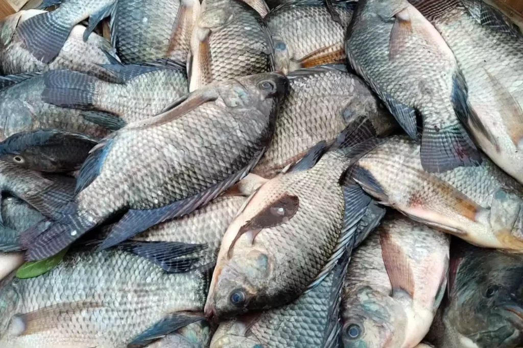 cara budidaya ikan nila