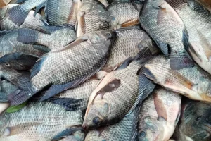 cara budidaya ikan nila