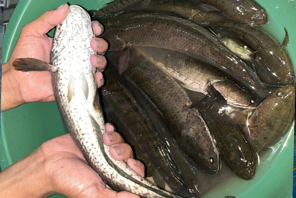 Cara Budidaya Ikan Gabus