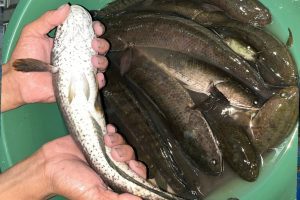 Cara Budidaya Ikan Gabus