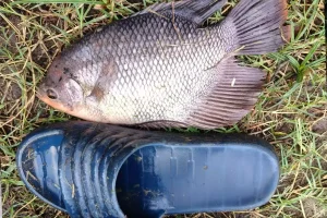 Cara Budidaya Ikan Gurame Panduan Santai Untuk Pemula 