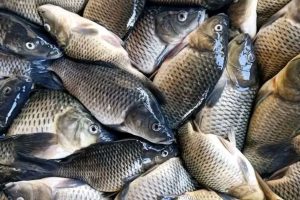 Cara Budidaya Ikan Mas