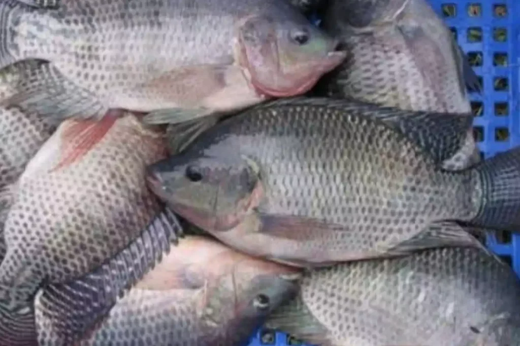 Cara Budidaya Ikan Nila