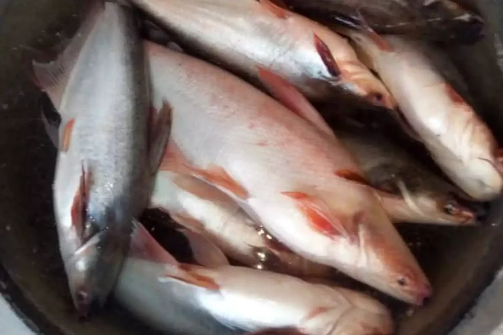 Cara Budidaya Ikan Patin