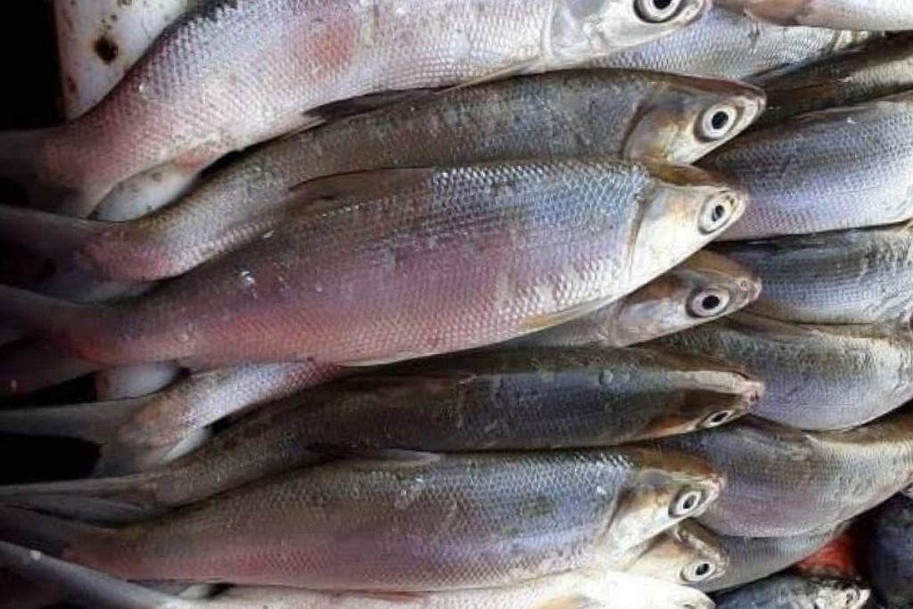 Hasil Panen Ikan Bandeng