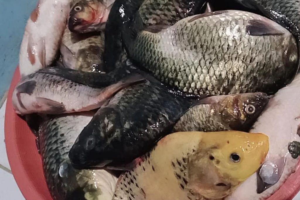 Hasil Panen Ikan Mas