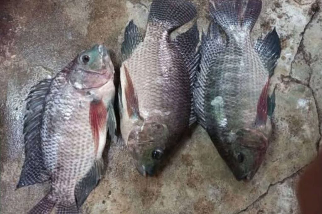 Hasil Panen Ikan Mujair