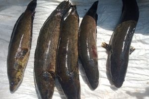 Ikan Gabus Siap Konsumsi