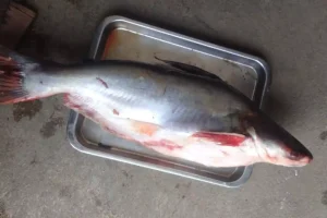 Cara Budidaya Ikan Patin