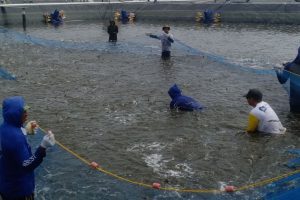 Kolam Budidaya Ikan Mas